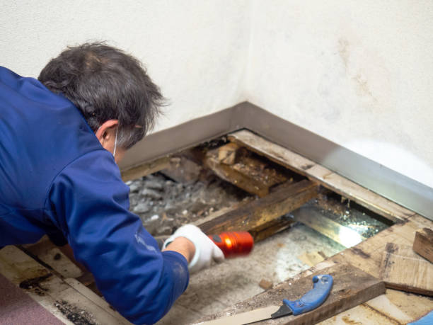 Best Black Mold Removal  in Braddock, VA