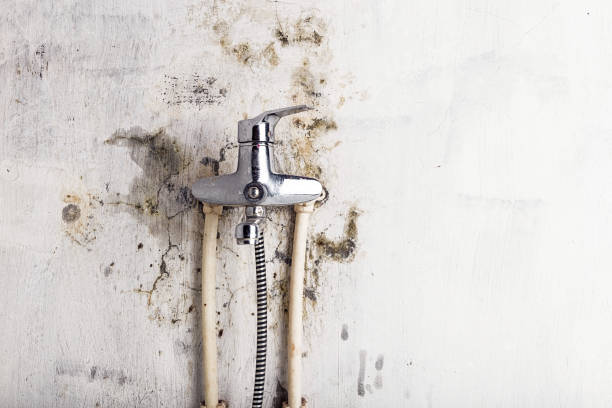 Home Mold Removal in Braddock, VA