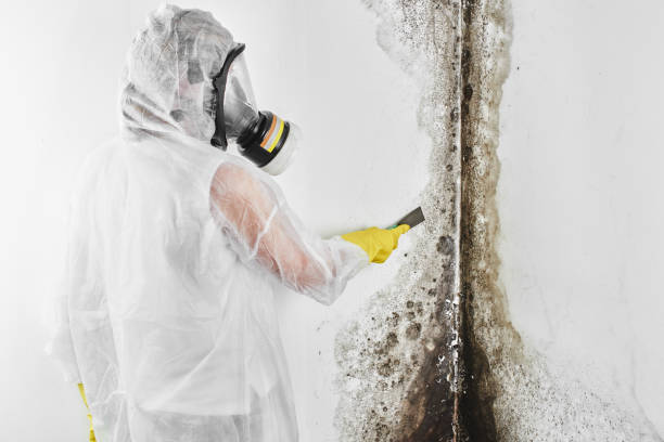 Best Mold Removal Near Me  in Braddock, VA