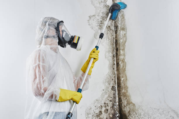 Best Fast Mold Removal  in Braddock, VA
