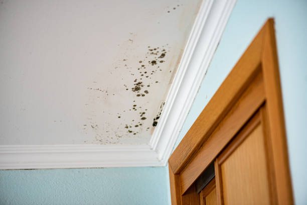 Best Mold Removal Company Near Me  in Braddock, VA