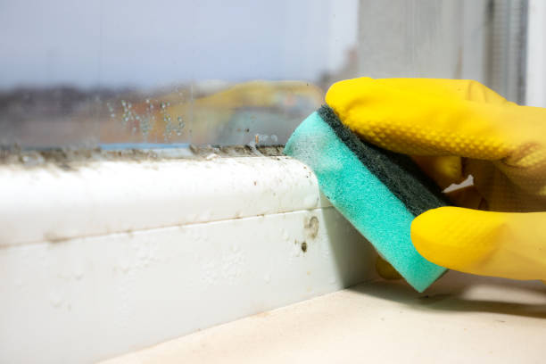 Best Attic Mold Removal  in Braddock, VA