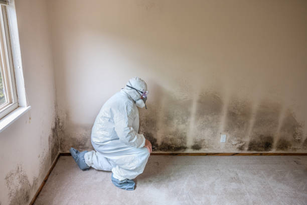 Best Same-Day Mold Removal  in Braddock, VA