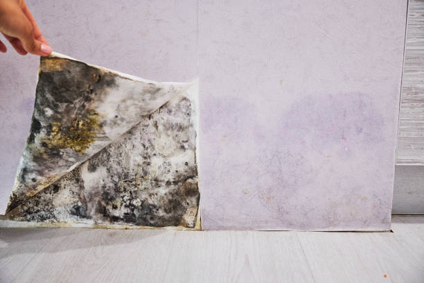 Mold Removal Process in Braddock, VA